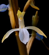 Corallorhiza mertensiana -  Merten's Coralroot Yellow Form 6861